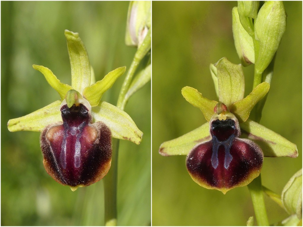 Ophrys tardive e altre orchidee in Epiro - Grecia settentrionale  22_30 maggio 2024.